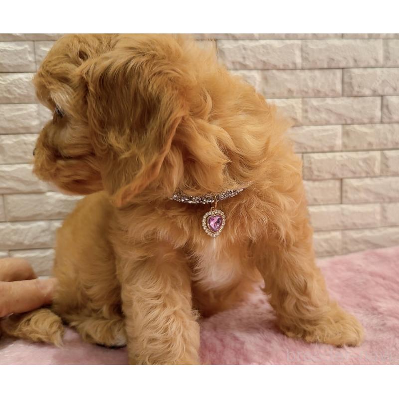 販売中の奈良県のキャバプー:キャバリア×トイプードル-442905の17枚目