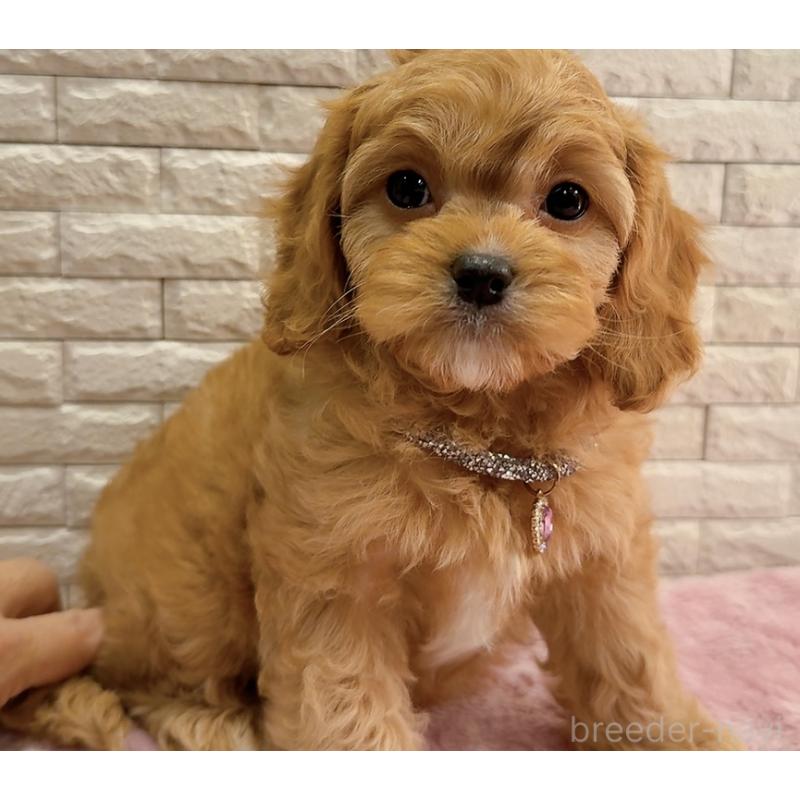 販売中の奈良県のキャバプー:キャバリア×トイプードル-442905の16枚目