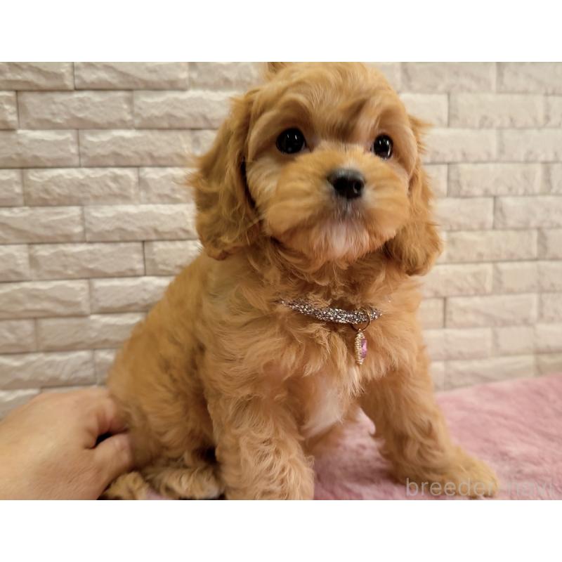 販売中の奈良県のキャバプー:キャバリア×トイプードル-442905の15枚目