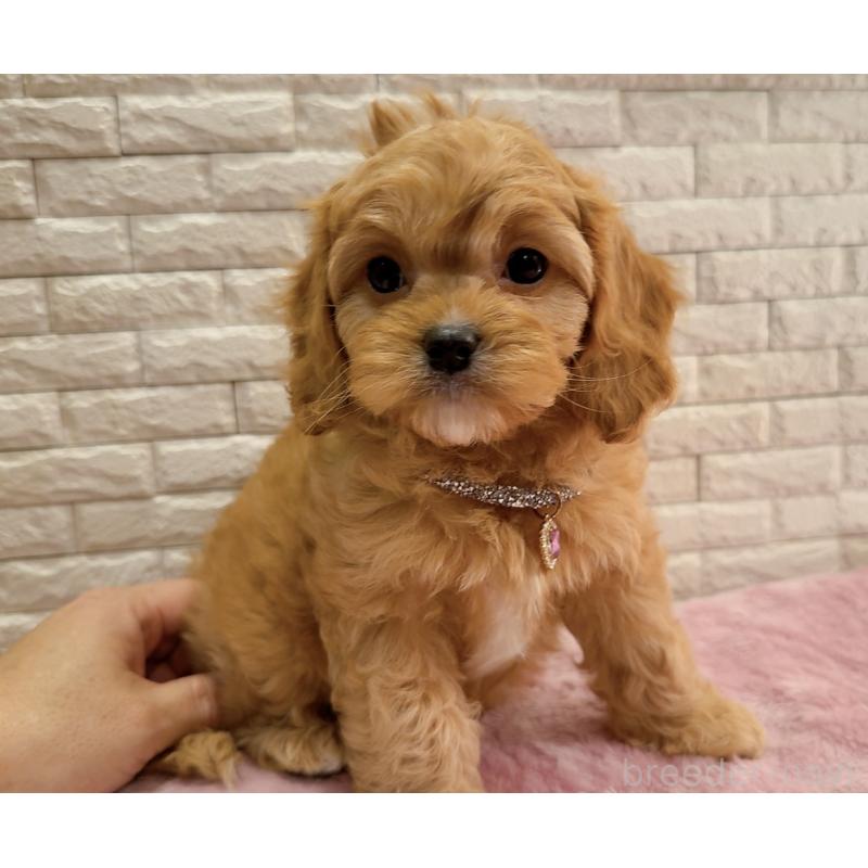 販売中の奈良県のキャバプー:キャバリア×トイプードル-442905の13枚目