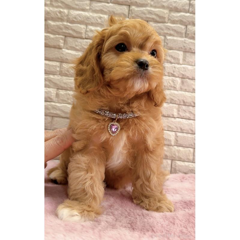 販売中の奈良県のキャバプー:キャバリア×トイプードル-442905の11枚目