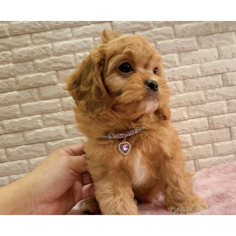 販売中の奈良県のキャバプー:キャバリア×トイプードル-442905の9枚目