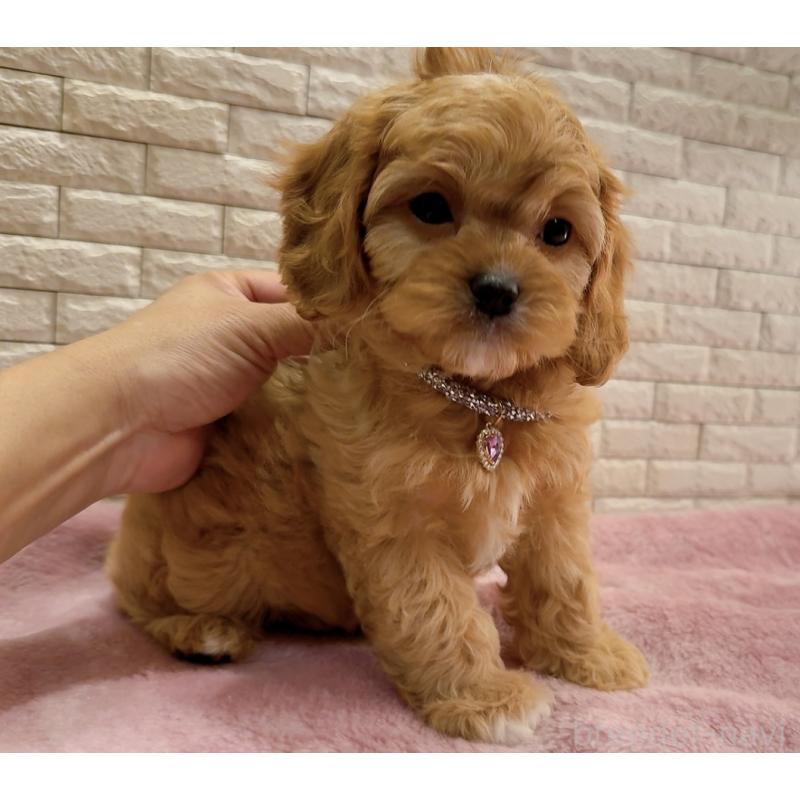 販売中の奈良県のキャバプー:キャバリア×トイプードル-442905の7枚目