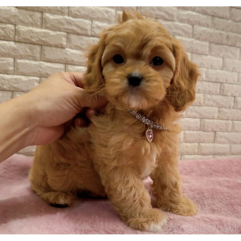 販売中の奈良県のキャバプー:キャバリア×トイプードル-442905の6枚目