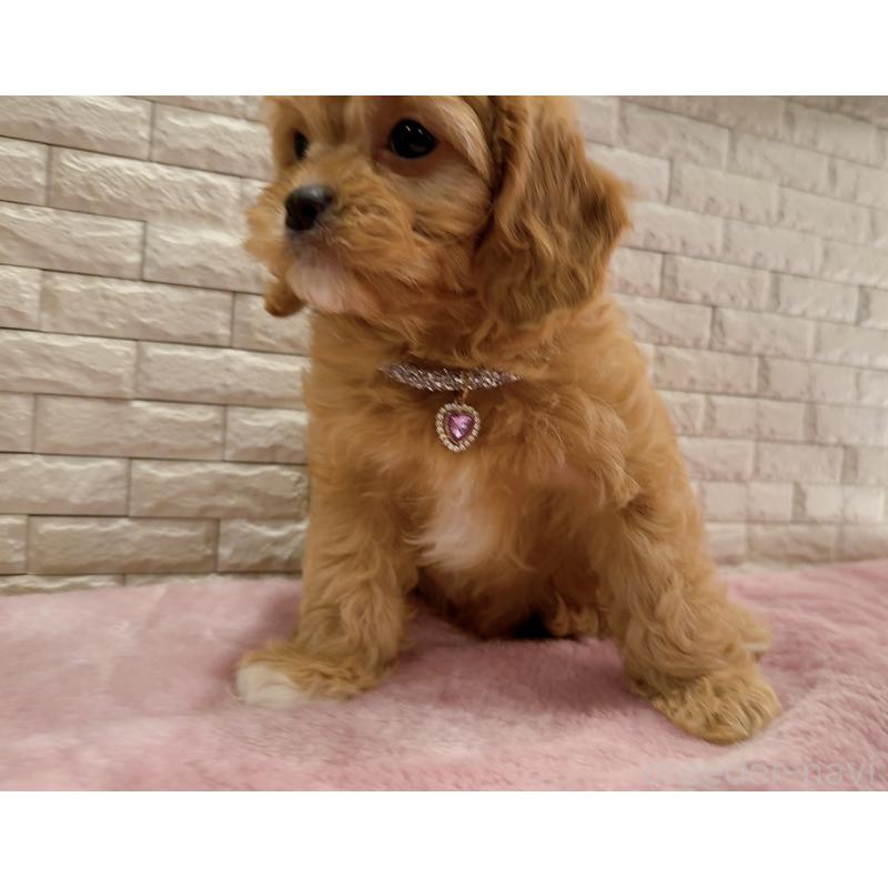 販売中の奈良県のキャバプー:キャバリア×トイプードル-442905の4枚目