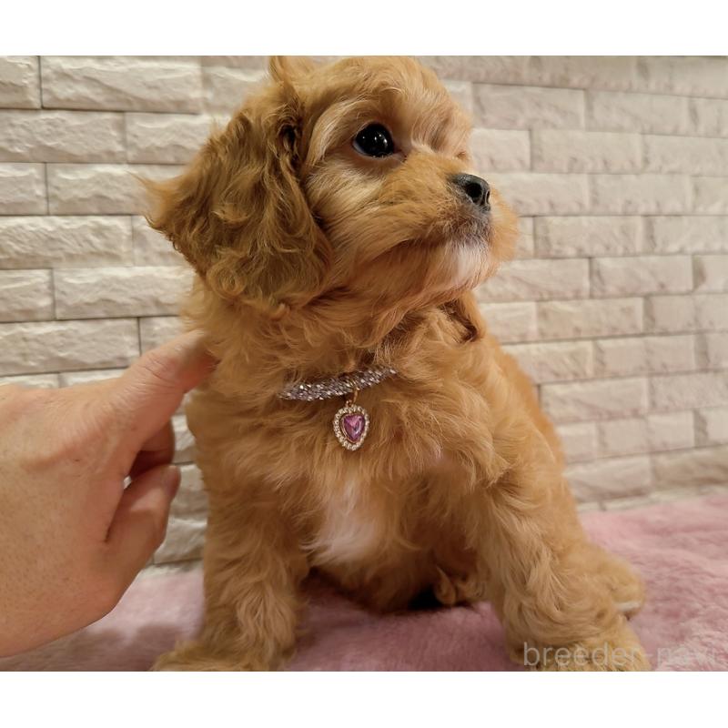 販売中の奈良県のキャバプー:キャバリア×トイプードル-442905の3枚目