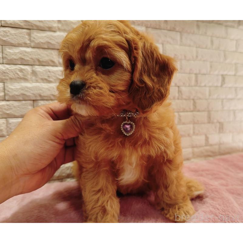 販売中の奈良県のキャバプー:キャバリア×トイプードル-442905の2枚目