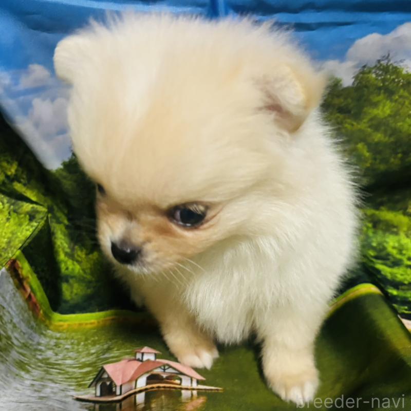 販売中の愛知県のポメチワ:ポメラニアン×チワワ-442906の8枚目