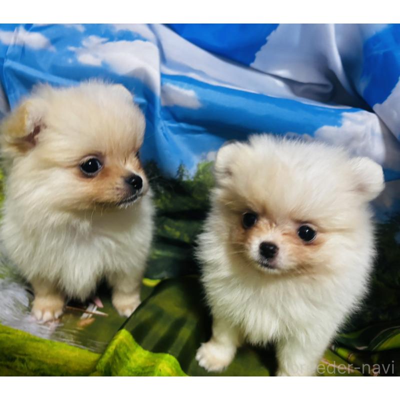 販売中の愛知県のポメチワ:ポメラニアン×チワワ-442906の7枚目