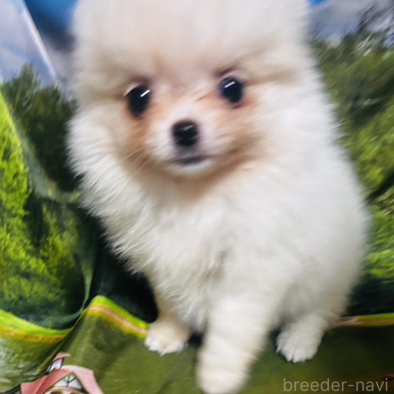 販売中の愛知県のポメチワ:ポメラニアン×チワワ-442906の5枚目