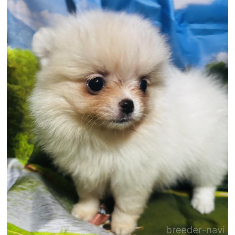 販売中の愛知県のポメチワ:ポメラニアン×チワワ-442906の4枚目