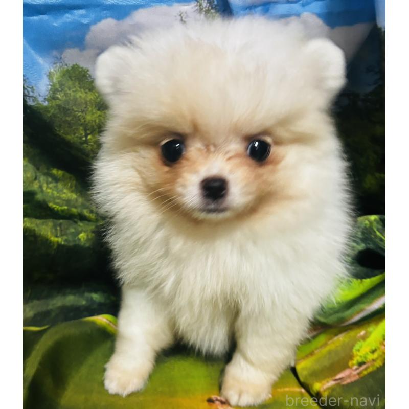 販売中の愛知県のポメチワ:ポメラニアン×チワワ-442906の3枚目