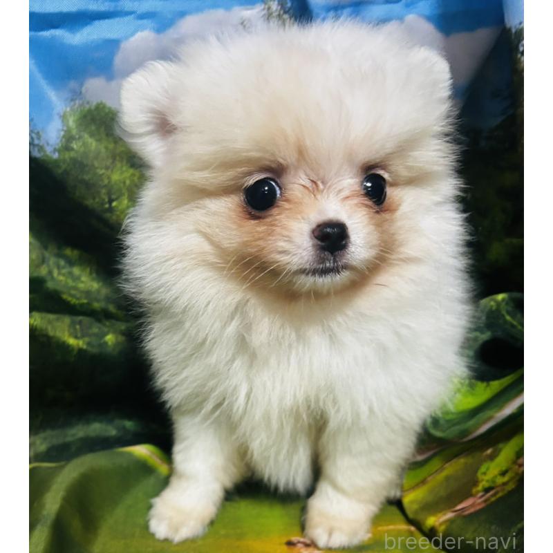販売中の愛知県のポメチワ:ポメラニアン×チワワ-442906の2枚目