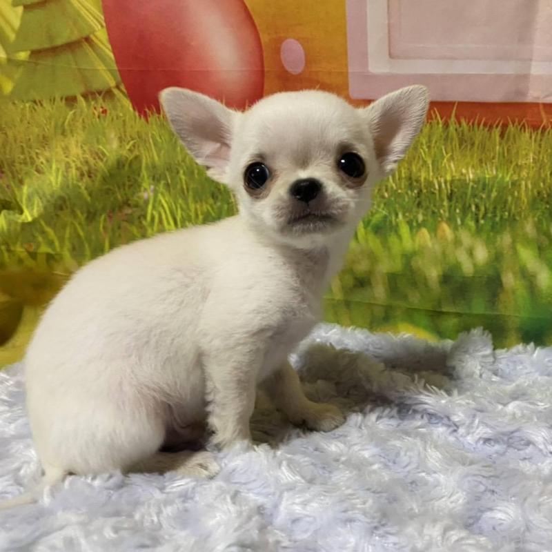 販売中の神奈川県のチワワ(ロングコート)-433293の9枚目