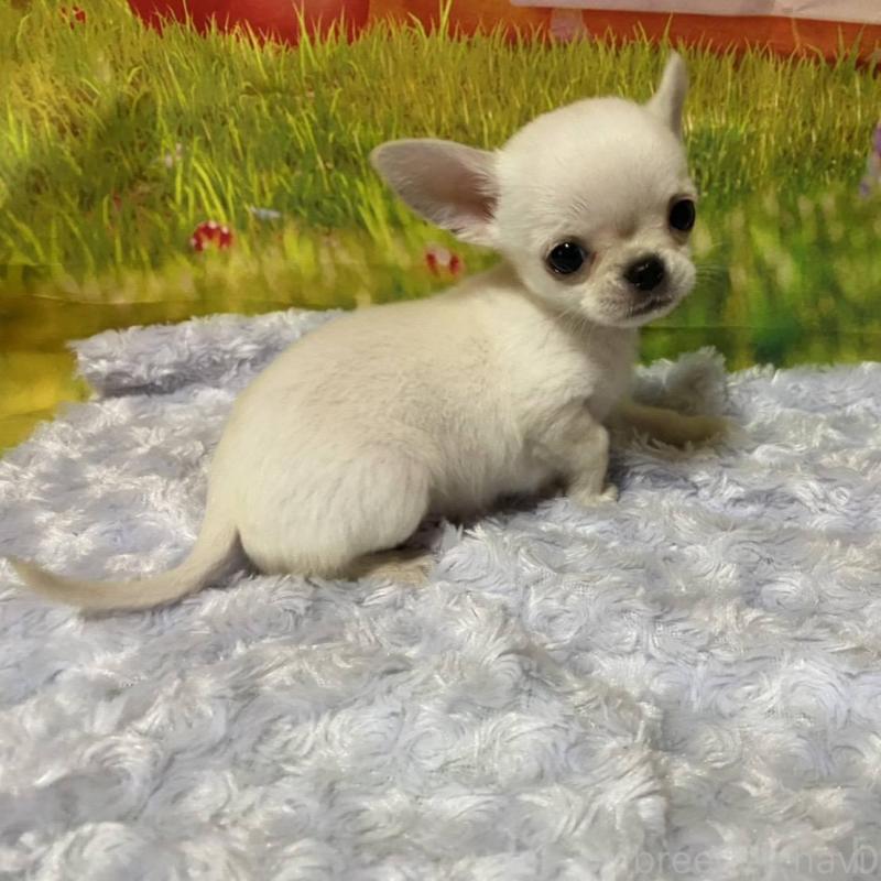 販売中の神奈川県のチワワ(ロングコート)-433293の8枚目