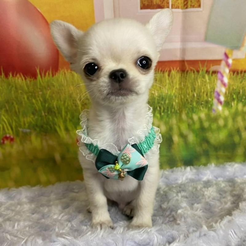 販売中の神奈川県のチワワ(ロングコート)-433293の6枚目