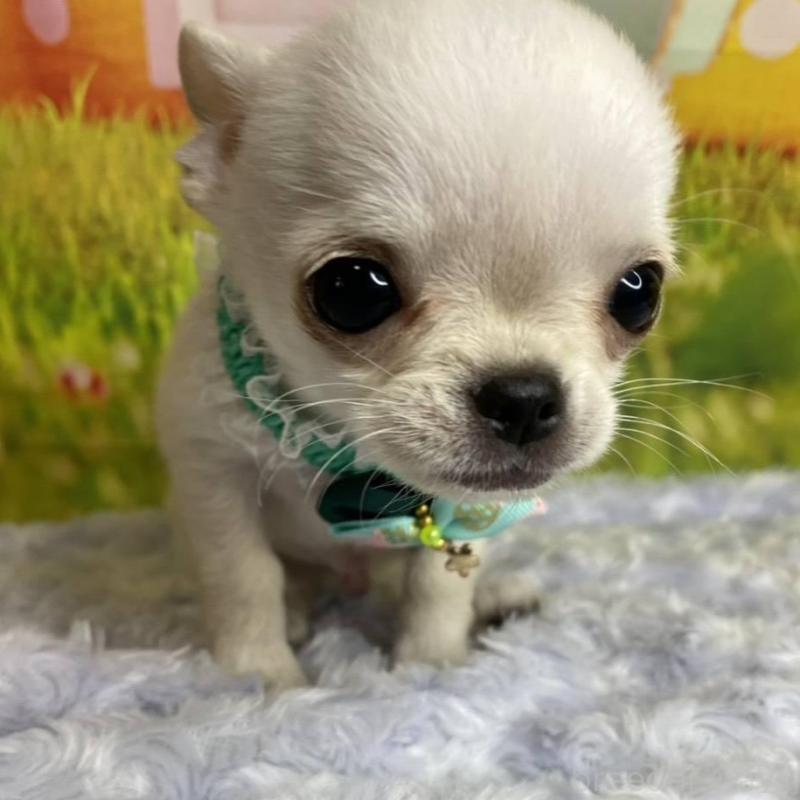 販売中の神奈川県のチワワ(ロングコート)-433293の5枚目