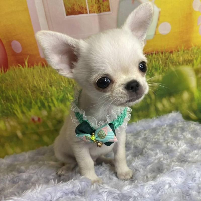 販売中の神奈川県のチワワ(ロングコート)-433293の4枚目