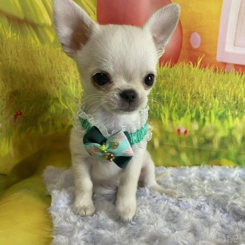 販売中の神奈川県のチワワ(ロングコート)-433293の3枚目