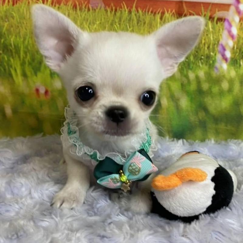 販売中の神奈川県のチワワ(ロングコート)-433293の2枚目