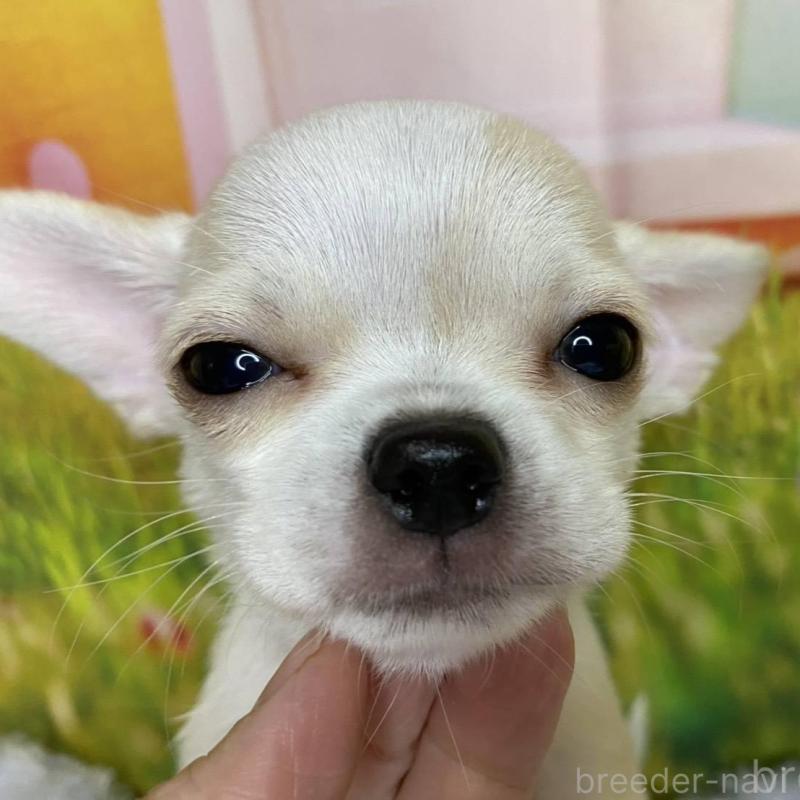 販売中の神奈川県のチワワ(スムースコート)-433294の4枚目