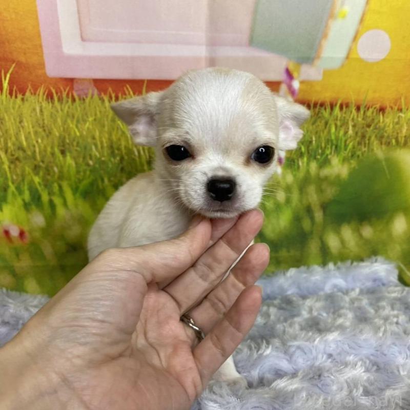 販売中の神奈川県のチワワ(スムースコート)-433294の3枚目