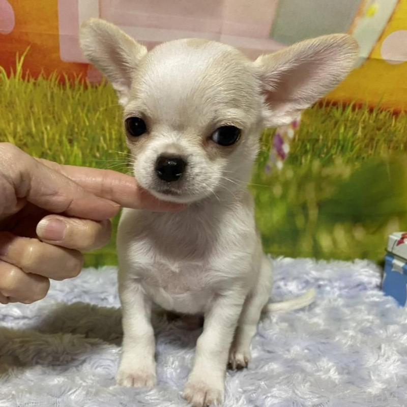 販売中の神奈川県のチワワ(スムースコート)-433294の2枚目