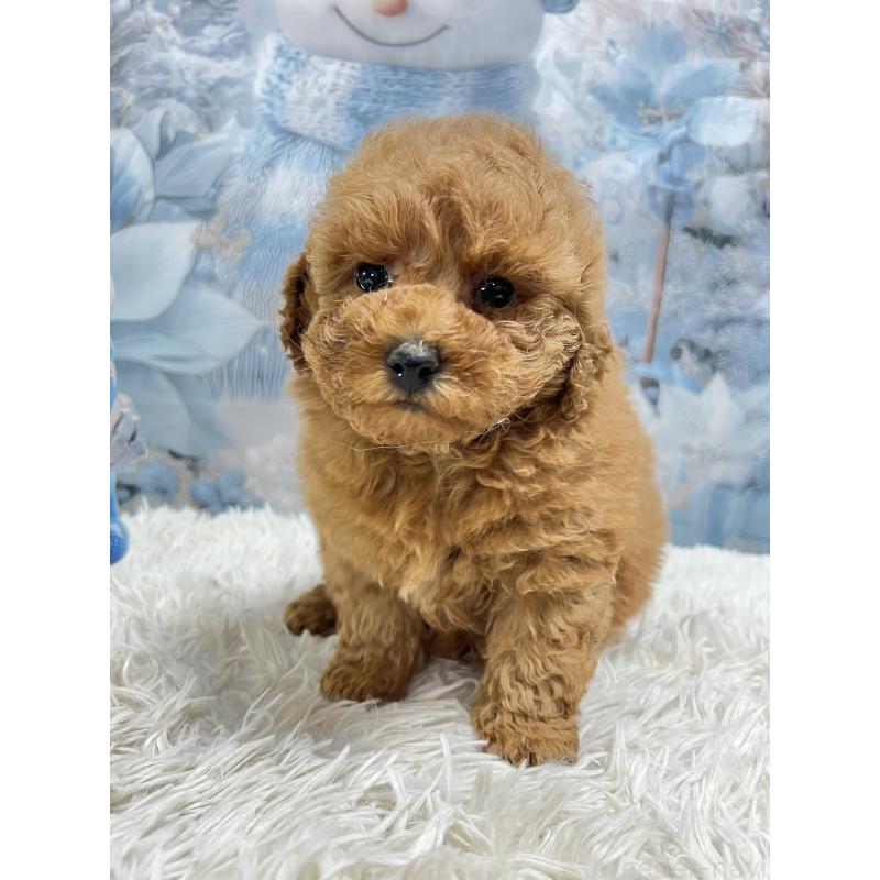 販売中の茨城県のトイプードル-442907の4枚目