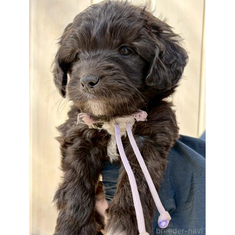 商談中の長野県のミックス犬-439235の5枚目