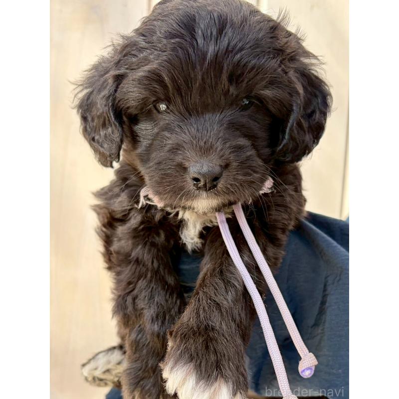 販売中の長野県のミックス犬-439235