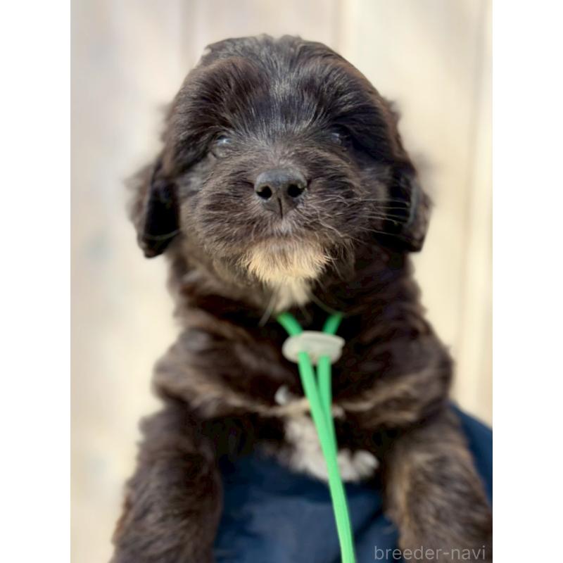 販売中の長野県のミックス犬-439231の5枚目