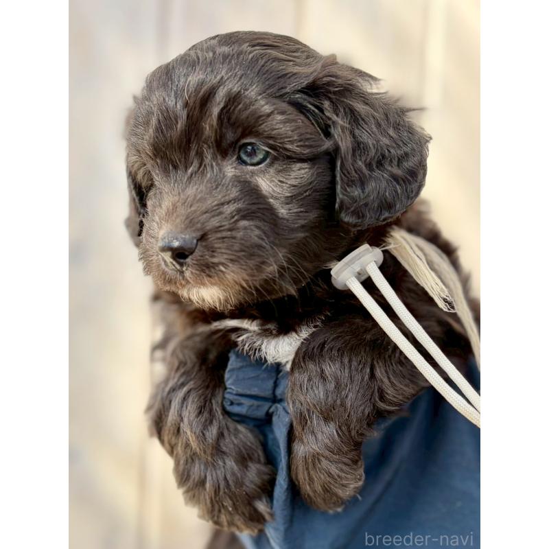 販売中の長野県のミックス犬-439234の5枚目