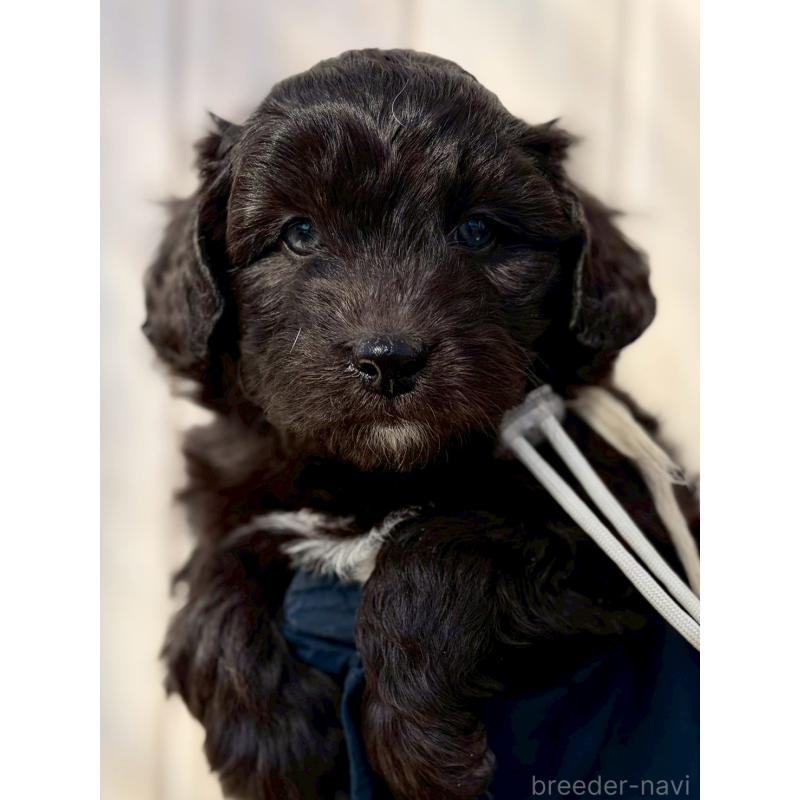 販売中の長野県のミックス犬-439234の6枚目