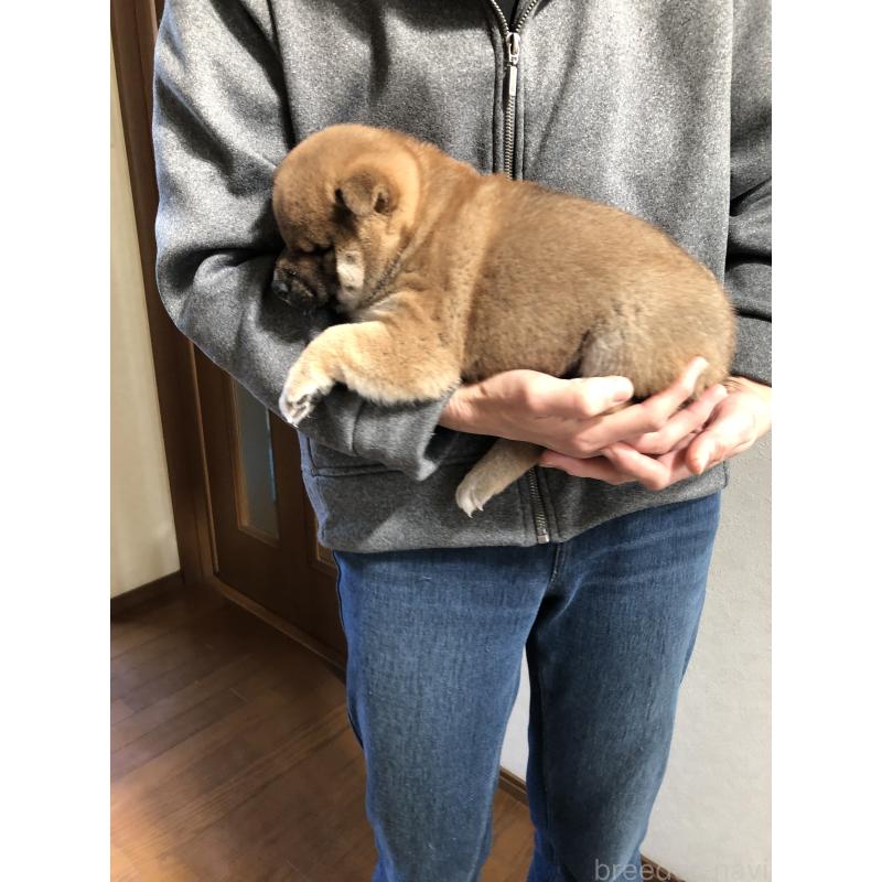 成約済の山口県の柴犬-438595の4枚目