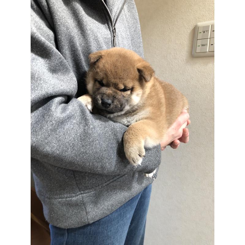 成約済の山口県の柴犬-438595の3枚目