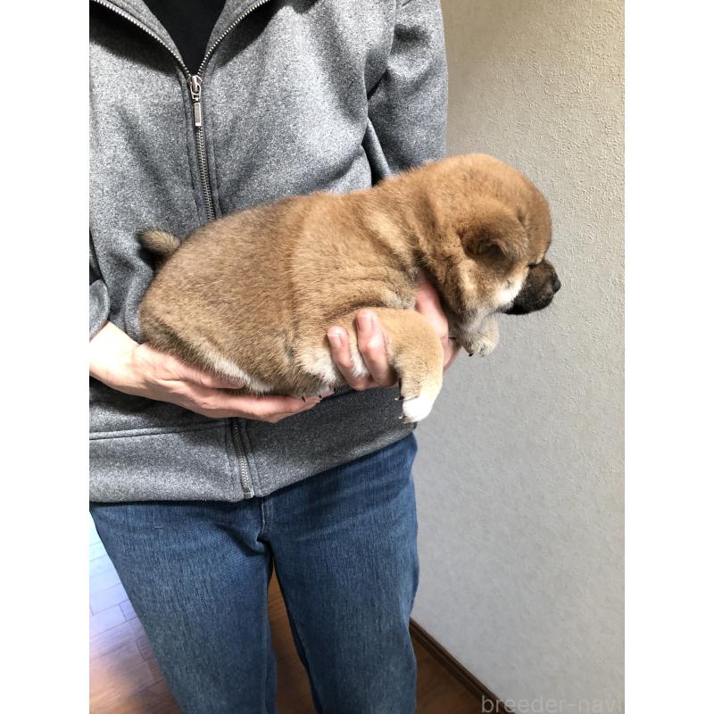 成約済の山口県の柴犬-438595の2枚目