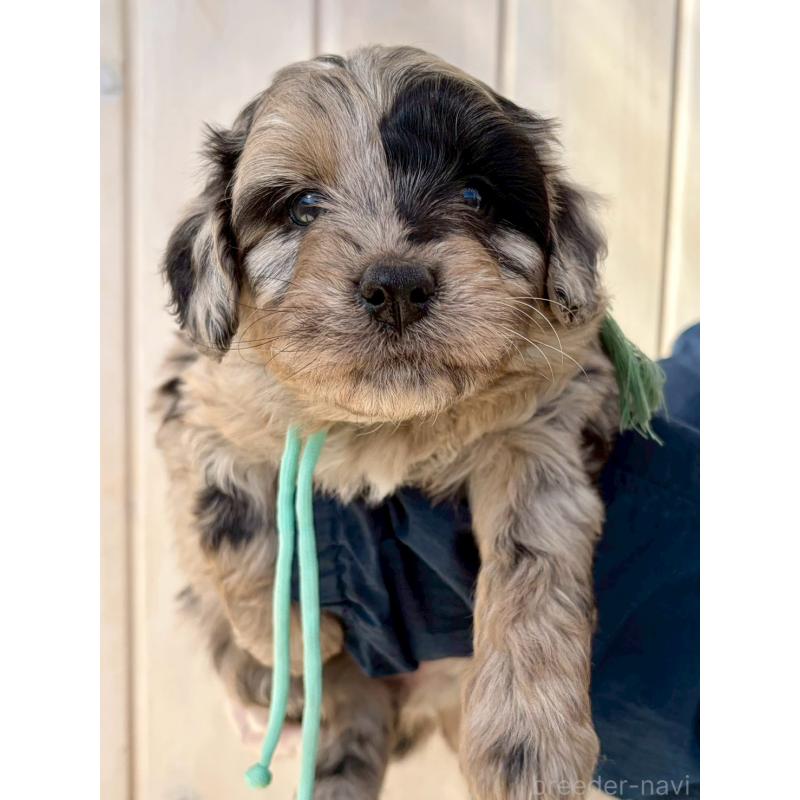 成約済の長野県のミックス犬-439241の6枚目