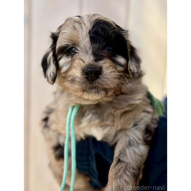 成約済の長野県のミックス犬-439241の5枚目