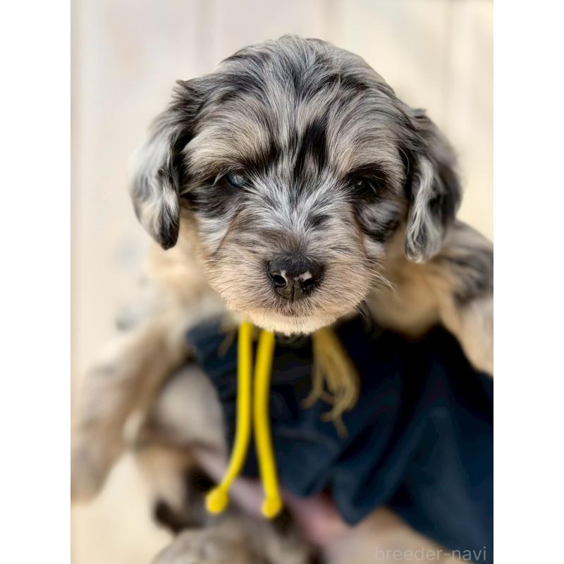 販売中の長野県のミックス犬-439237