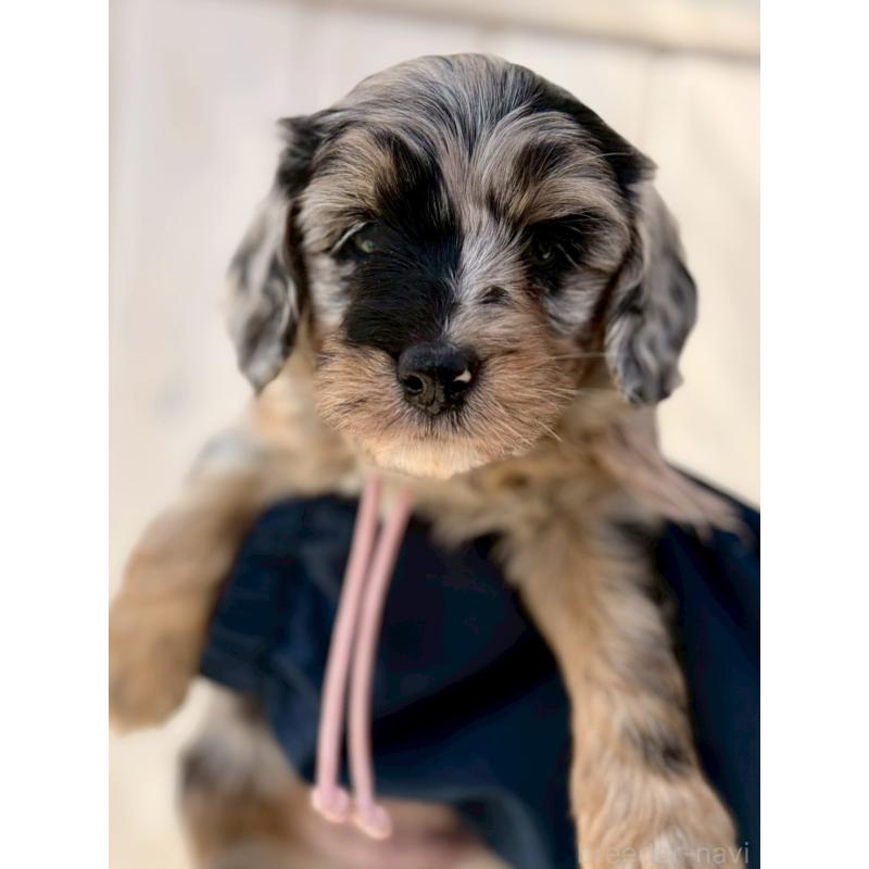 販売中の長野県のミックス犬-439239