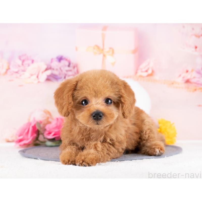 販売中の岐阜県のトイプードル-442908の4枚目