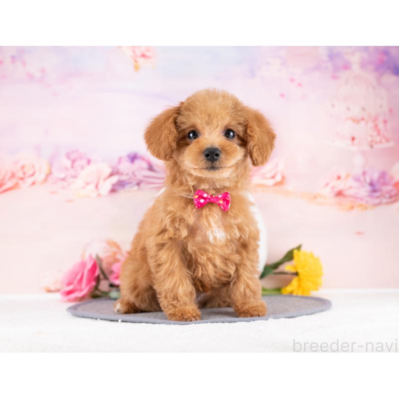 販売中の岐阜県のトイプードル-442908の3枚目