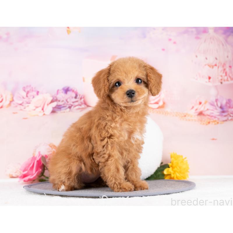 販売中の岐阜県のトイプードル-442908の2枚目