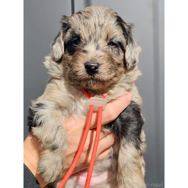 成約済の長野県のミックス犬-439240の7枚目