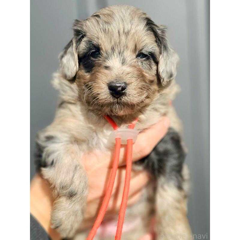 成約済の長野県のミックス犬-439240の6枚目