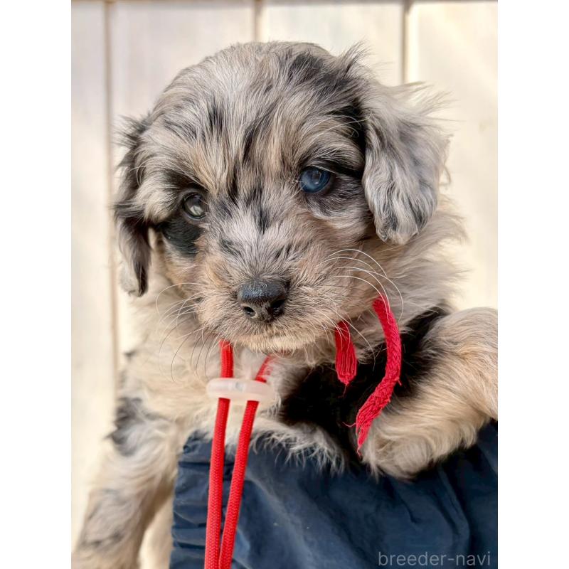 商談中の長野県のミックス犬-439240