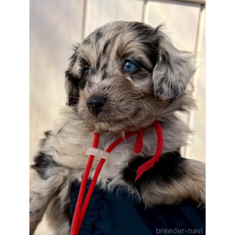 成約済の長野県のミックス犬-439240の4枚目