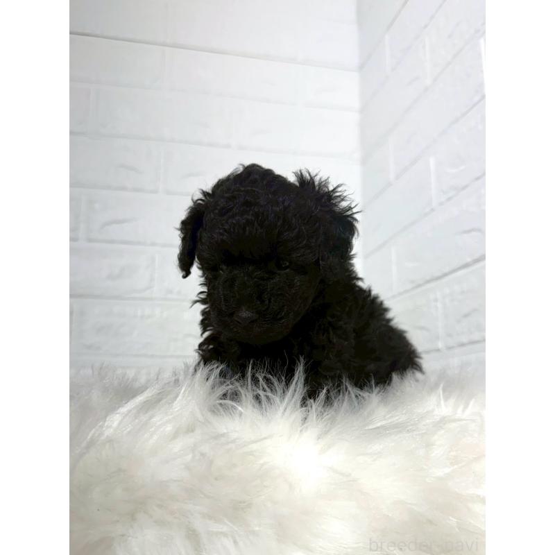 販売中の東京都のタイニープードル-442909の9枚目