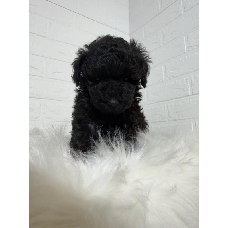 販売中の東京都のタイニープードル-442909の8枚目