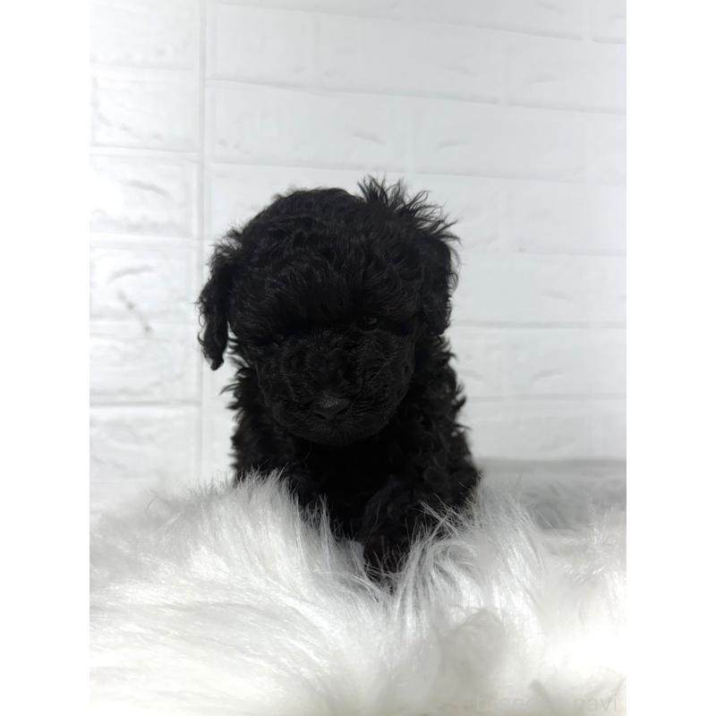 販売中の東京都のタイニープードル-442909の7枚目